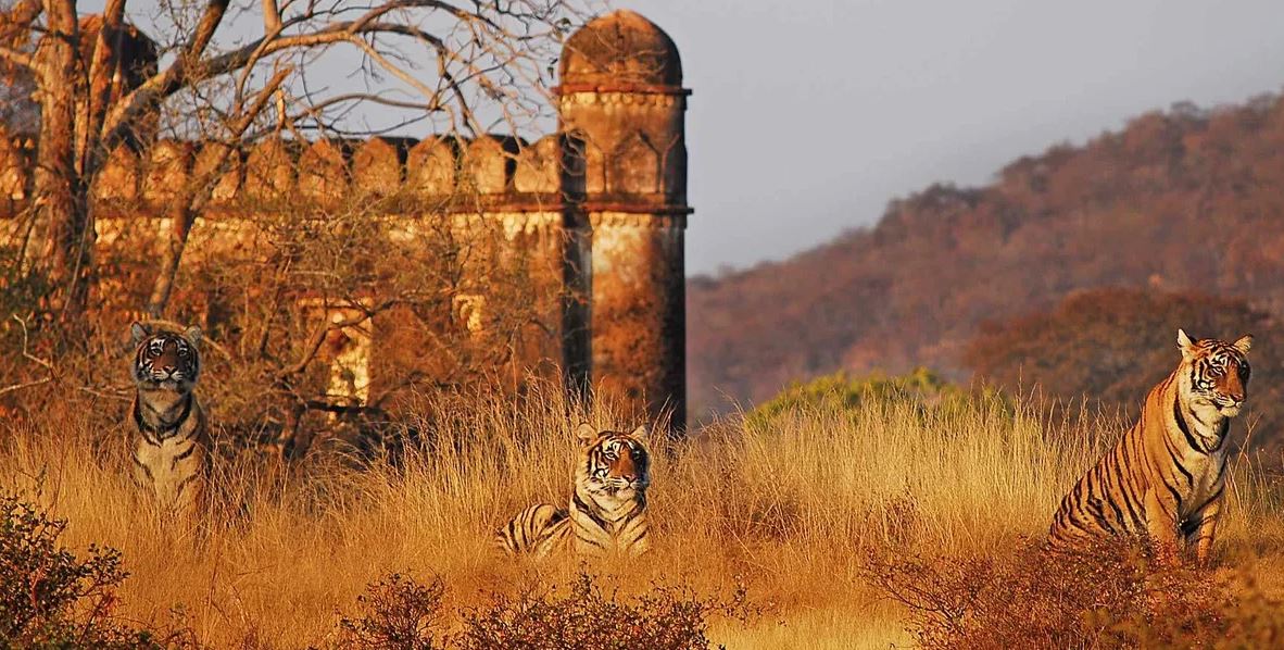 Ranthambore 2