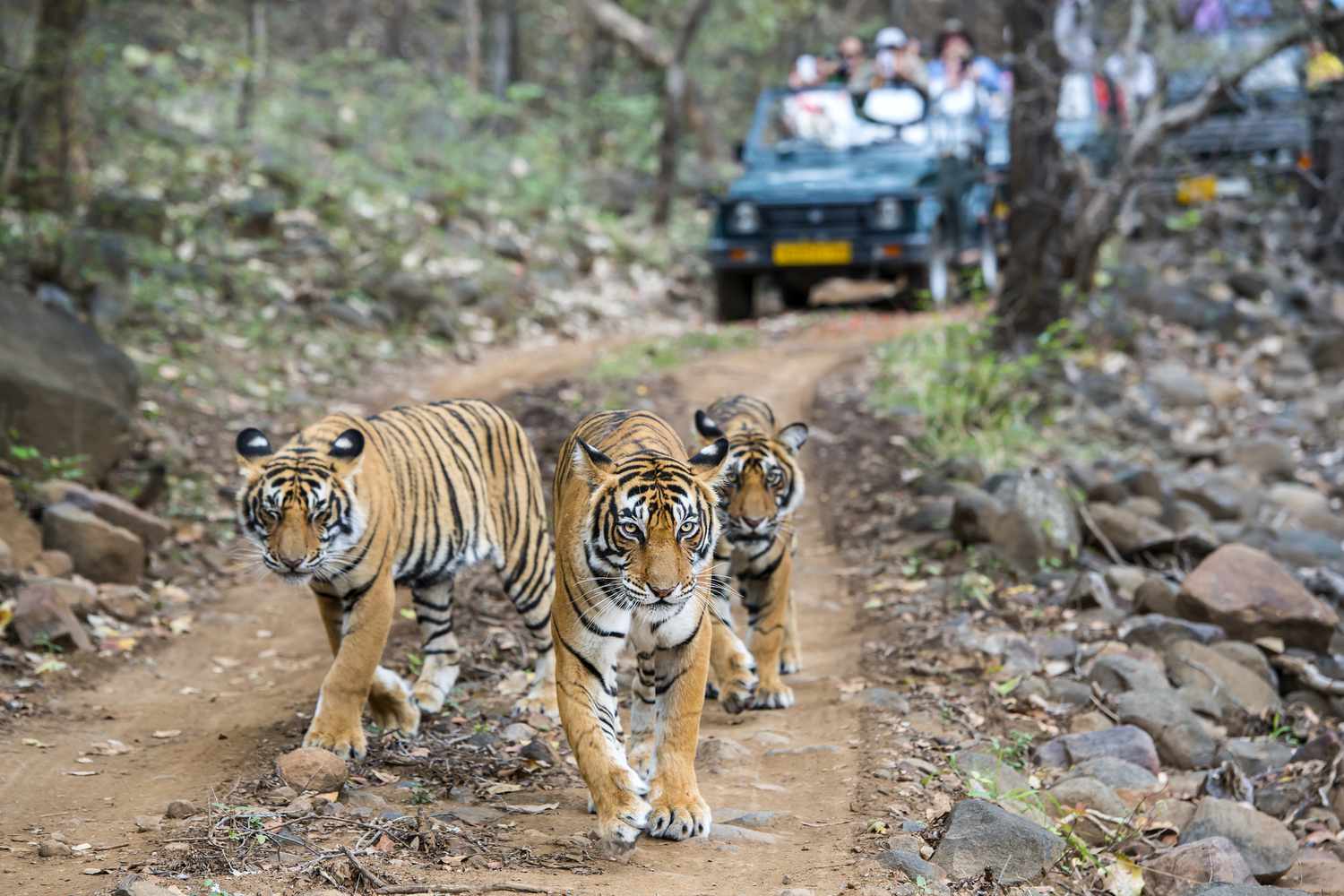 Ranthambore 1