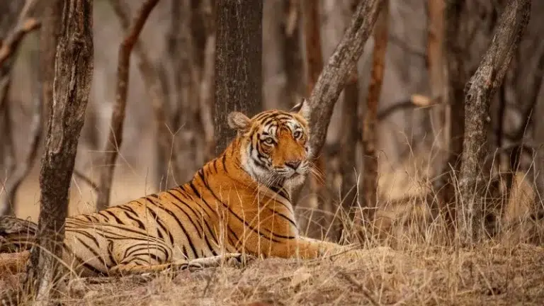 Sariska Tiger Reserve